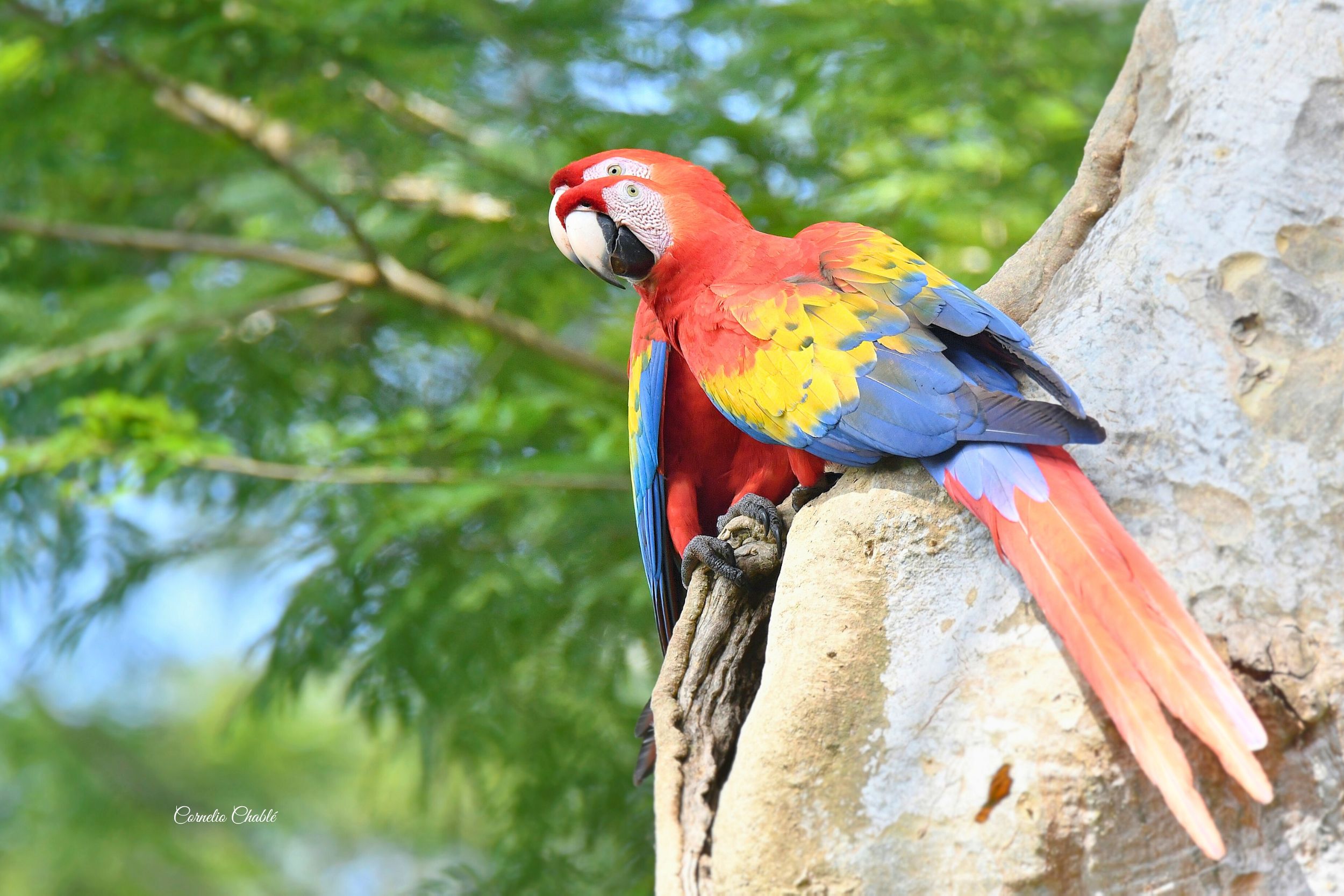 Birdwatching en Las Guacamayas